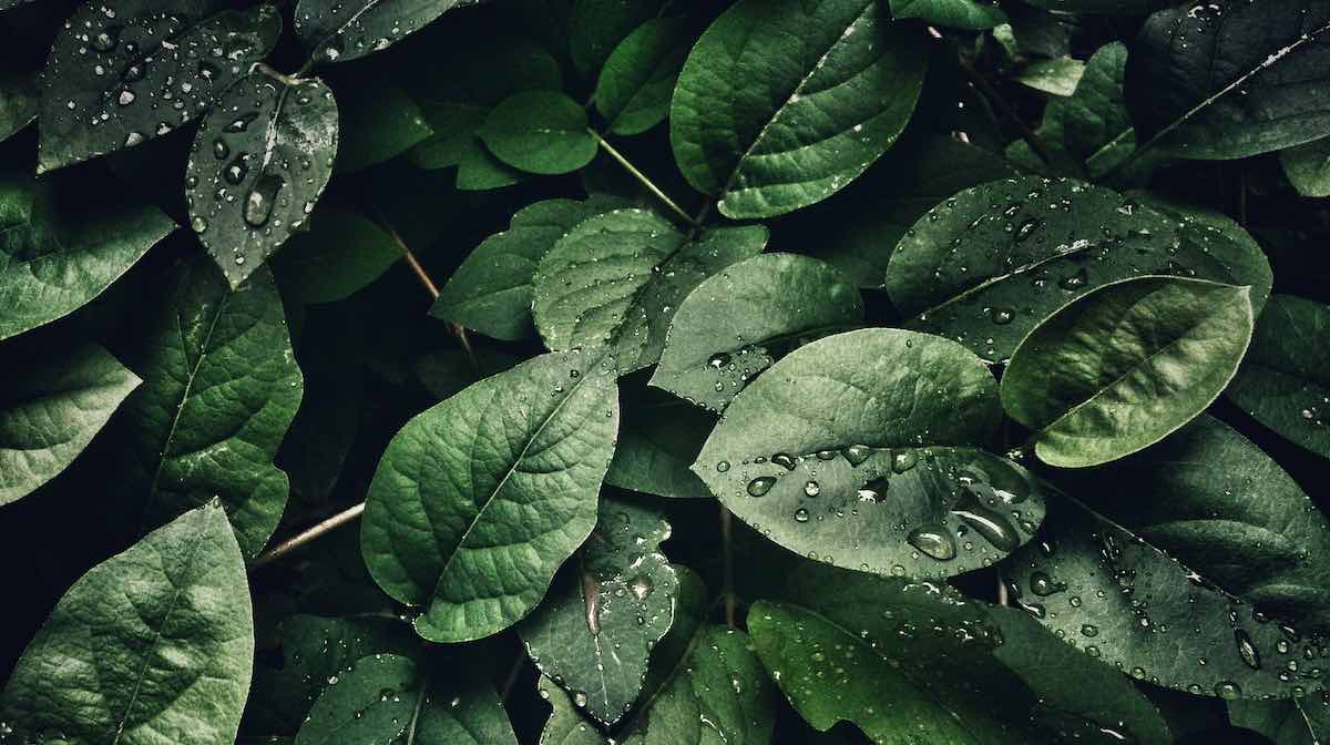 Grüne Blätter: Umstieg auf Naturkosmetik 