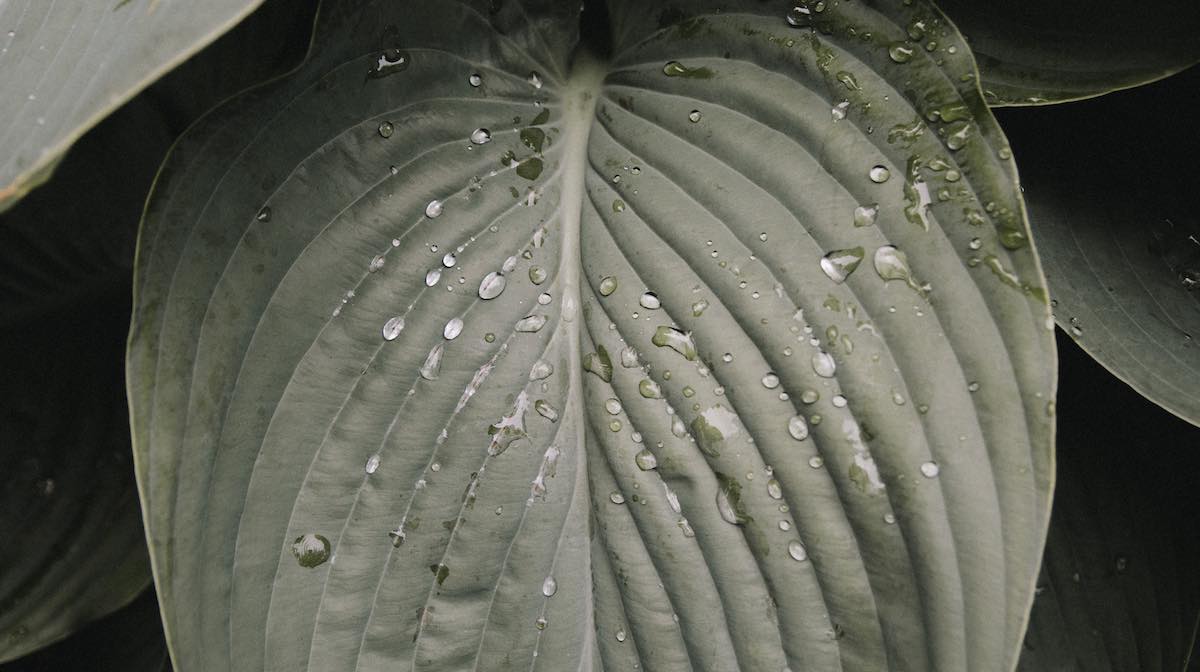Wassertropfen auf Blatt - Naturkosmetik